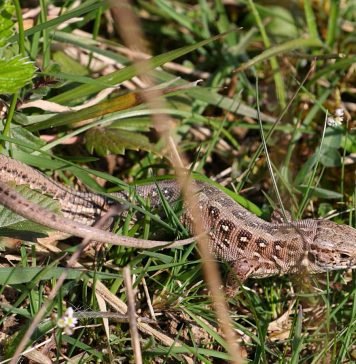 Живородящая ящерица: описание рептилии