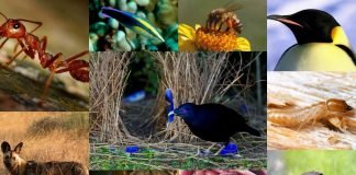 10 трудоголиков среди животных