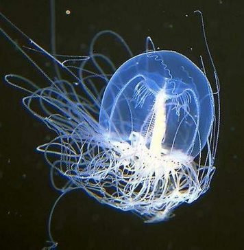 5 самых устойчивых к смерти животных