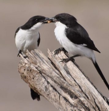 Что за птица сорокопут?