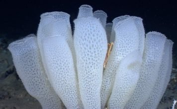 Корзинка Венеры: морская губка, сотканная из кружева