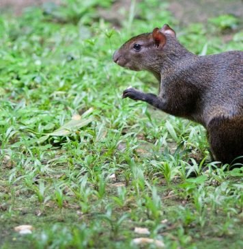 Агути: южноамериканский зверек