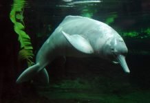 Амазонский дельфин: носатое чудо