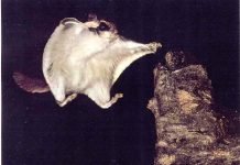 Американская летяга – не совсем обычная белка