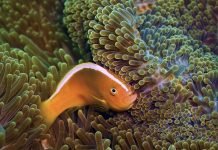 Пестроносый амфиприон: фото, описание рыбки