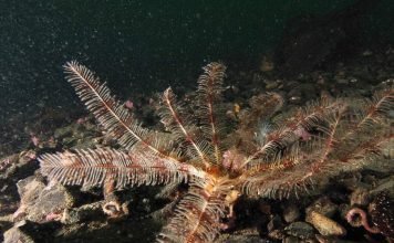 Антедон североатлантический: описание и фото морской лилии