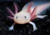Аксолотль – личинка амбистомы. Фото, описание
