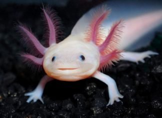 Аксолотль – личинка амбистомы. Фото, описание
