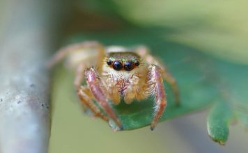 Багира Киплинга – удивительный травоядный паук