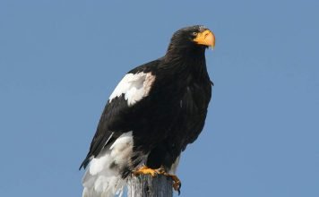 Белоплечий орлан: гроза тюленей