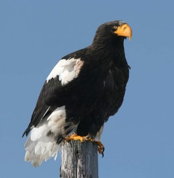 Белоплечий орлан: гроза тюленей