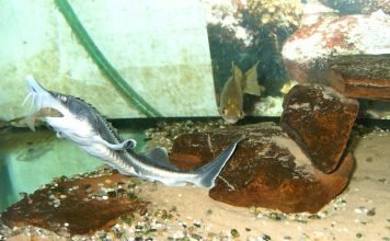 Рыба белуга. Описание пресноводной жительницы