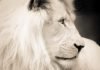 Белый лев – живая легенда