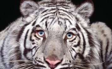 Белые тигры: загадка природы