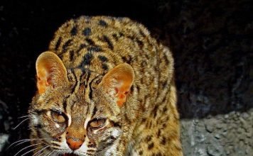 Бенгальская домашняя кошка: укрощение строптивой