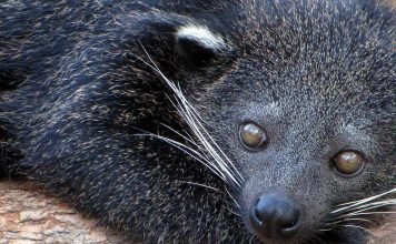 Бинтуронг: необычное животное с большими усами