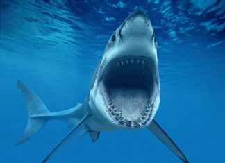 Большая белая акула. Фото, описание животного