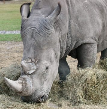 Белый носорог: почему белый?