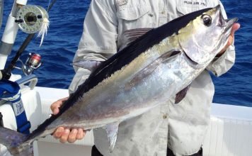 Рыба черный тунец