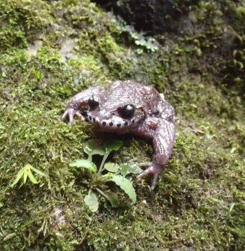 Усатая чесночница: фото китайской жабы