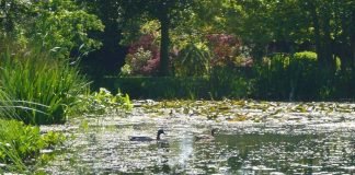 Как почистить дикий пруд?