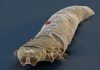 Клещи Demodex: жизнь паразитических членистоногих