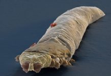 Клещи Demodex: жизнь паразитических членистоногих