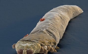 Клещи Demodex: жизнь паразитических членистоногих