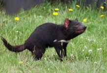 Фото тасманского дьявола