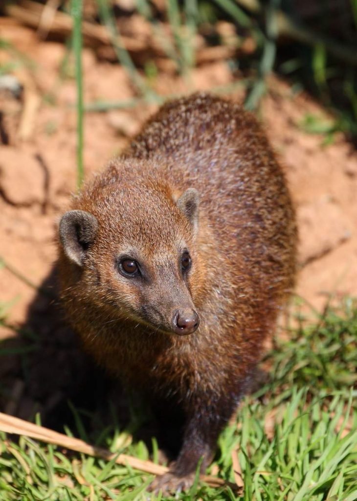 Длинноносая кузиманза (Crossarchus obscurus).