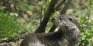 Жилище для выдры: как его обустроить?