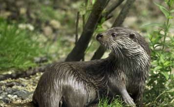 Жилище для выдры: как его обустроить?