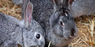 Содержание кролика в домашних условиях: уход за питомцем