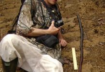 Австралийский гигантский дождевой червь