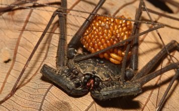 Фрины – пауки с «антеннами» Самка с личинками.