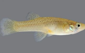 Рыба гамбузия: описание, фото