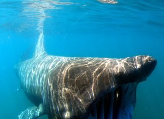 Гигантская акула. Фото, интересные факты