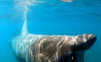 Гигантская акула. Фото, интересные факты