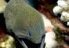 Гигантская мурена, или яванский гимноторакс