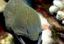 Гигантская мурена, или яванский гимноторакс