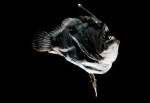 Глубоководные удильщики: рыбы с «приманкой»