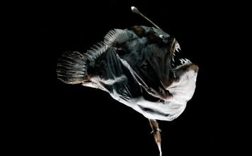 Глубоководные удильщики: рыбы с «приманкой»