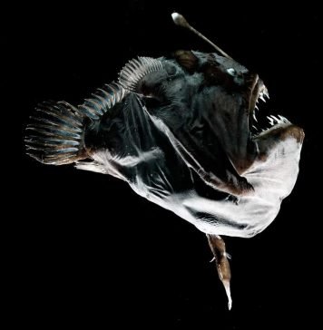 Глубоководные удильщики: рыбы с «приманкой»