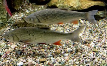 Голавль – рыба с большой головой