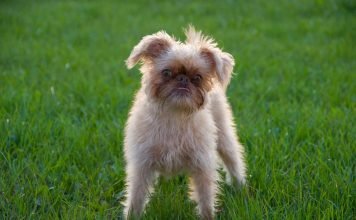 Что за зверь Брюссельский Гриффон?