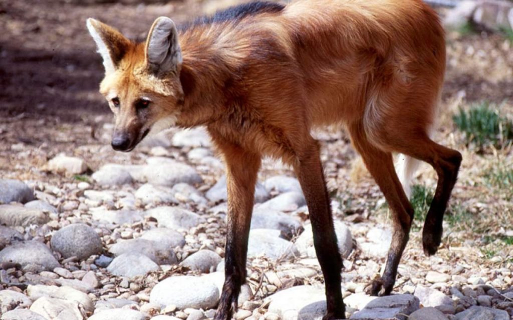 Гривистый волк или гуара (Chrysocyon brachyurus).