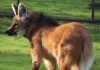 Гуара: не мешает ли волку грива? Гривистый волк (Chrysocyon brachyurus).