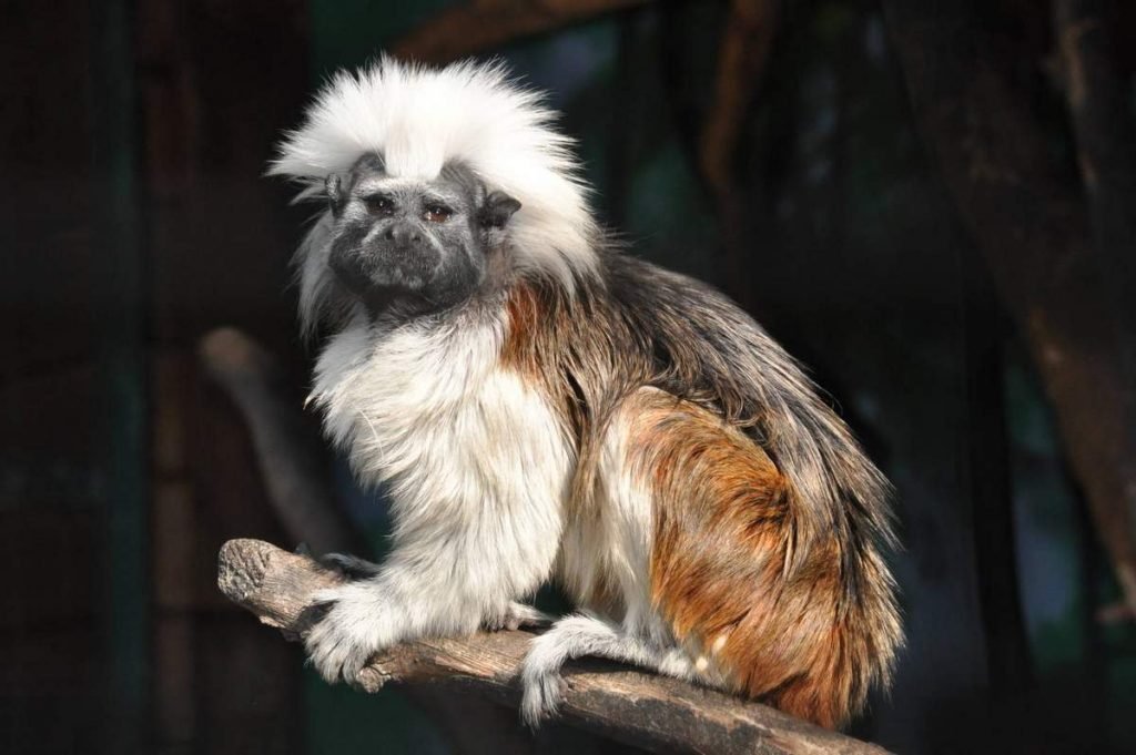 Хохлатый тамарин (Saguinus oedipus).