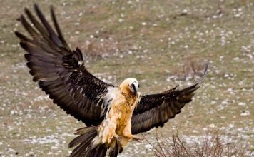 Птица ягнятник из семейства ястребов: фото, описание