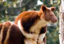 Древесные кенгуру Гудфеллоу – «сумчатые обезьяны» Парочка кенгуру Гудфеллоу.